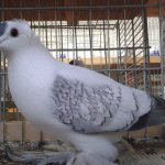 saechsiche_Fluegeltaube_mit_Rundhaube_blaufahl-weiss_geschuppt_0.1_jung_3.jpg