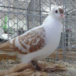 saechsiche_Fluegeltaube_mit_Rundhaube_gelb-weiss_geschuppt_0.1_jung.jpg