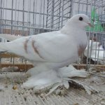 saechsiche