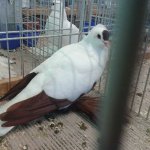 saechsiche