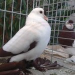 saechsiche